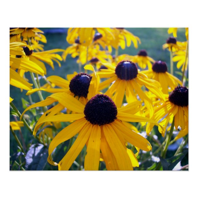 Poster Marguerites à œil noir (Devant)