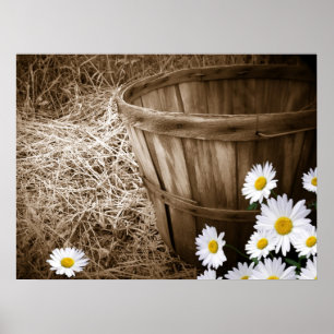 Poster Marguerites de pays