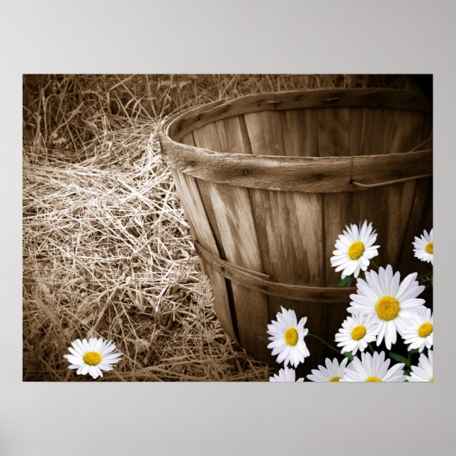 Poster Marguerites de pays (Devant)