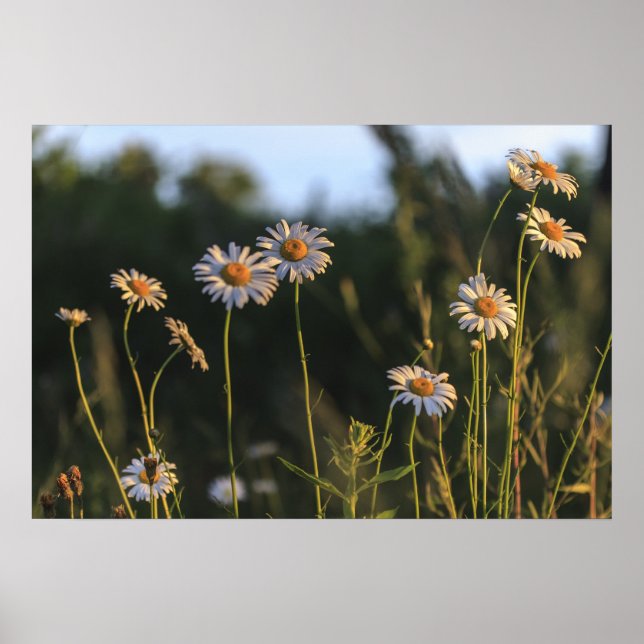 Poster Marguerites sauvages dans un champ (Devant)