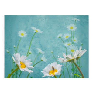 Poster Marguerites sur fond bleu