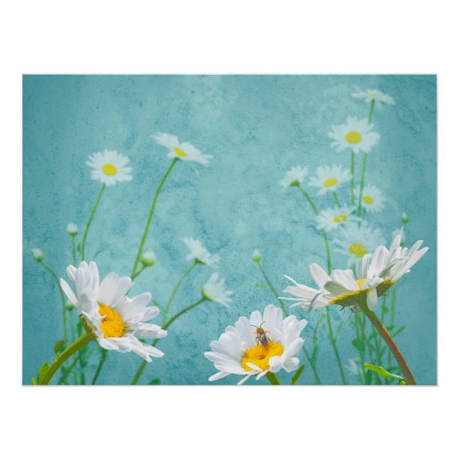 Poster Marguerites sur fond bleu (Devant)