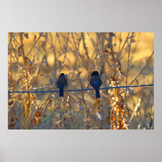 Poster Mariage romantique d'oiseaux moineaux, jusqu'à 36"