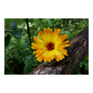 Poster marigold dans la forêt