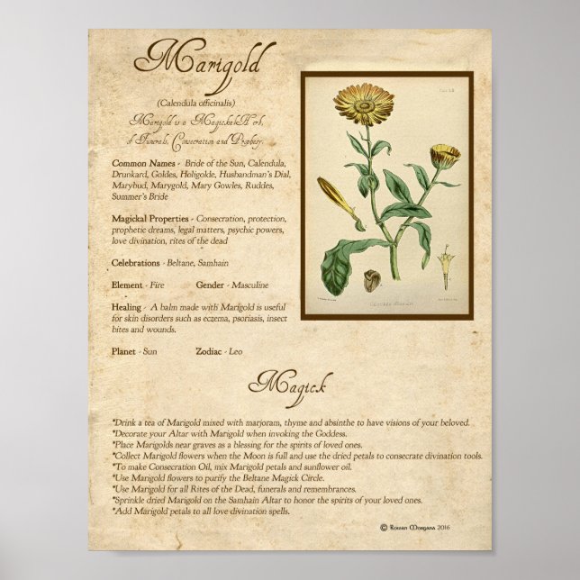 POSTER MARIGOLD MAGICK HERB (Devant)