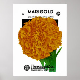 Poster Marigold Vintage Seed Packet