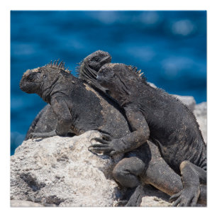 Poster Marine Iguana