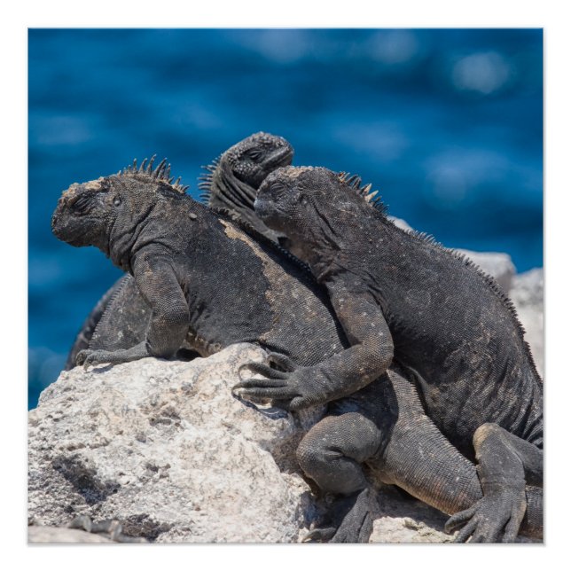 Poster Marine Iguana (Devant)