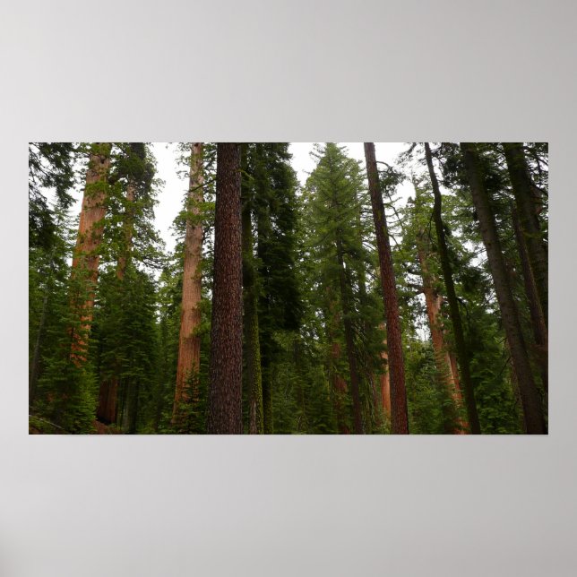 Poster Mariposa Grove dans le parc national de Yosemite (Devant)