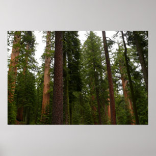 Poster Mariposa Grove dans le parc national de Yosemite