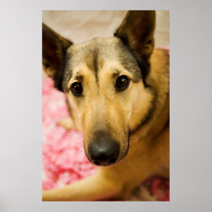 Poster Marley Cherry Blossom Pedales