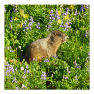 Poster Marmot dans le Mont Rainier Fleurs sauvages