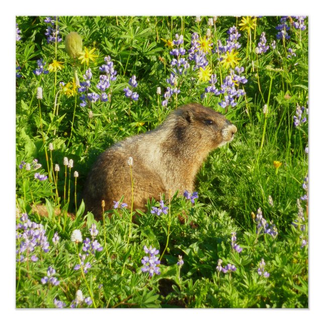 Poster Marmotte dans les fleurs sauvages du mont Rainier (Devant)