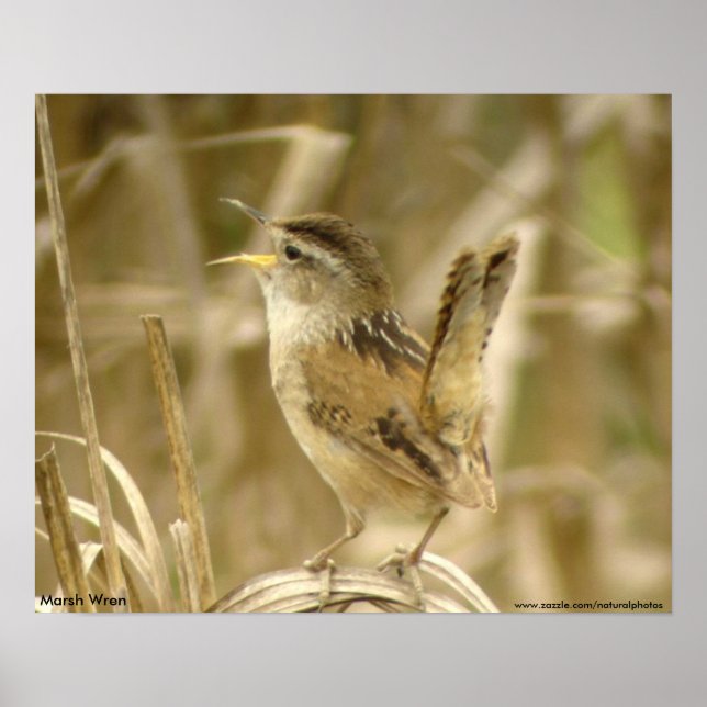 Poster Marsh Wren (Devant)