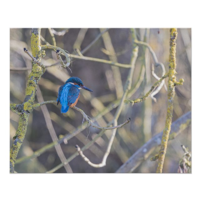 Poster Martin-pêcheur (Devant)