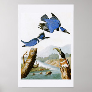 Poster Martin-pêcheur à la ceinture John Audubon Oiseaux