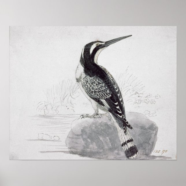 Poster Martin-pêcheur noir et blanc (Devant)