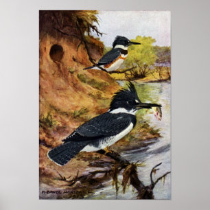 Poster Martins-pêcheur ceinturés et leur tunnel de nid