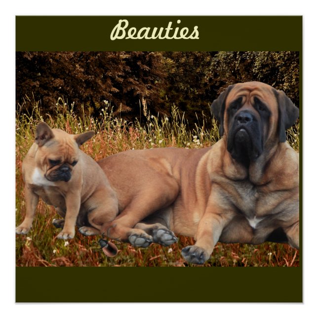 Poster Mastiff avec carte postale bulldogue française (Devant)