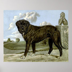 Poster Mastiff en anglais noir