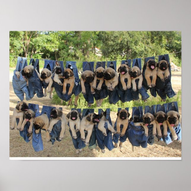 Poster Mastiff Puppy (Devant)