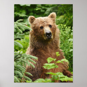 Poster (Matte) 12x16 avec ours grizzli