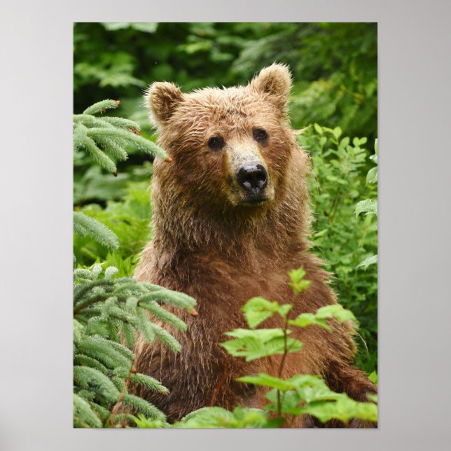 Poster (Matte) 12x16 avec ours grizzli (Devant)