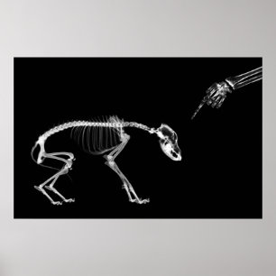 Poster - Mauvais Chien Xray Skeleton Noir Blanc