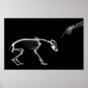 Poster - Mauvais Chien Xray Skeleton Noir Blanc