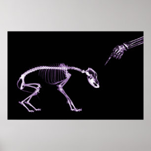 Poster Mauvais Chien Xray Squelette Noir pourpre