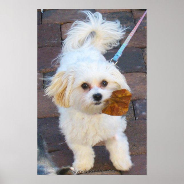 Poster Maya avec imprimé feuille (Devant)