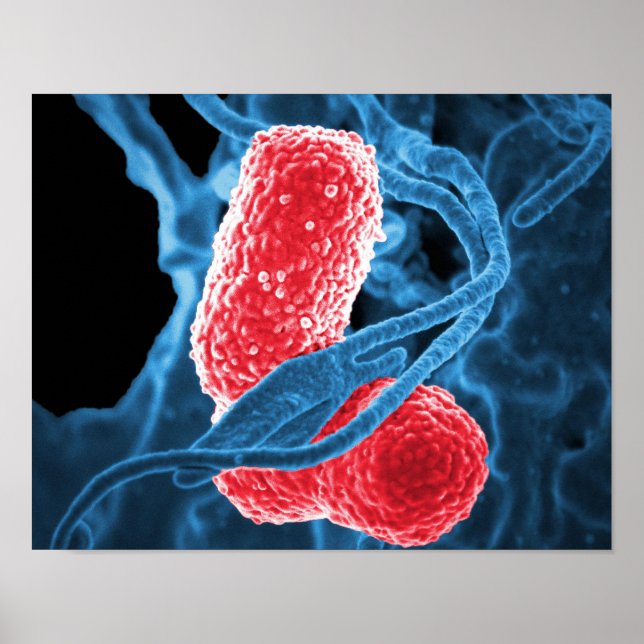 Poster (MDR) Klebsiella pneumoniae biologie artistique ab (Devant)