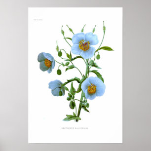 Poster Meconopsis wallichiana (M wallichii)
