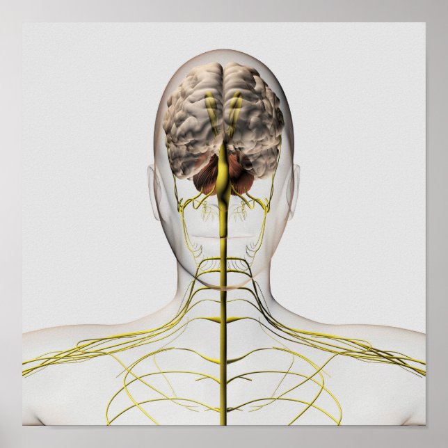 Poster Medical Illustration Of Human Nervous System 2 (Devant)