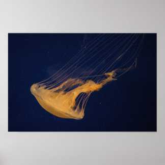 Poster Méduse 2