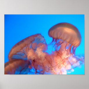Poster méduse 4