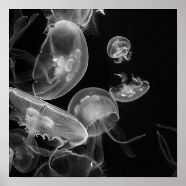 Poster Méduse sous-marine (Devant)