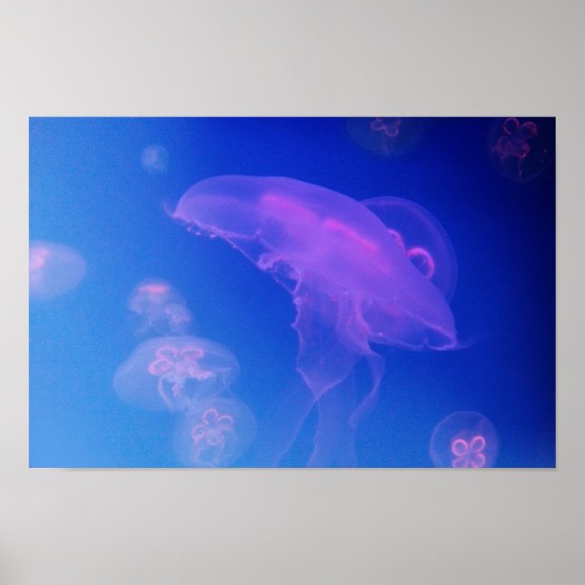 Poster Méduses roses dans l'eau bleue (Devant)