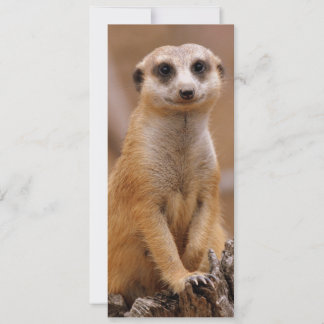 Poster Meerkat