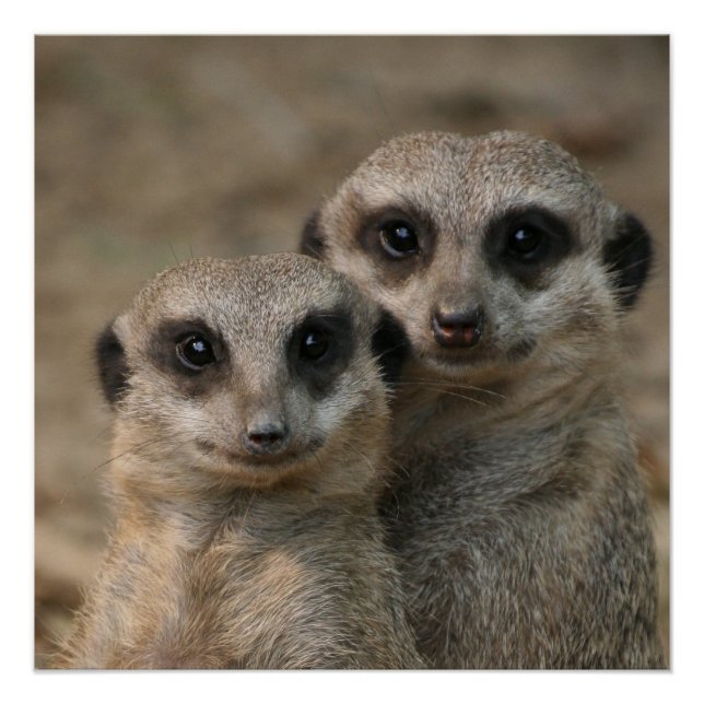 Poster Meerkat 098 (Devant)
