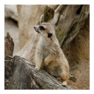 Poster Meerkat 2014-1001