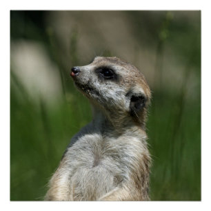 Poster Meerkat_2014_1006
