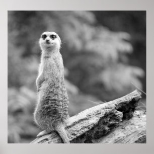 Poster "Meerkat protecteur"