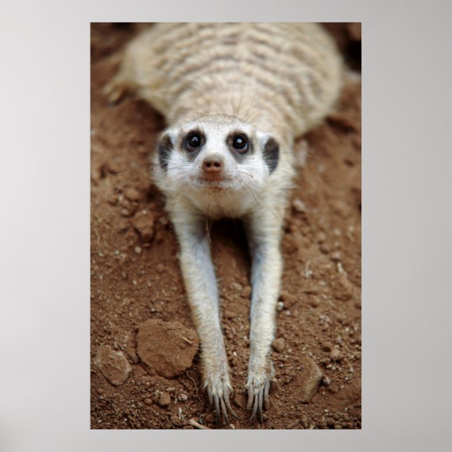 Poster Meerkat (Suricata Suricatta) Refroidissement (Devant)