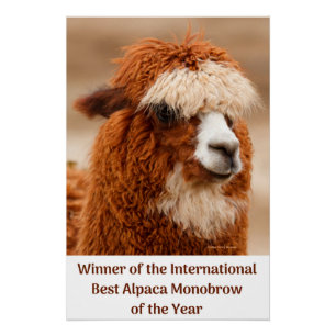 Poster Meilleur Sourcil Unique d'Alpaca