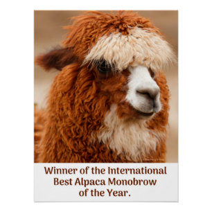 Poster Meilleur Sourcil Unique d'Alpaca