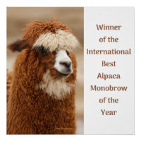 Meilleur Sourcil Unique d'Alpaca