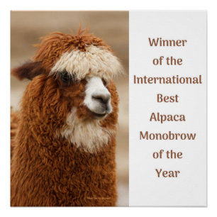 Poster Meilleur Sourcil Unique d'Alpaca