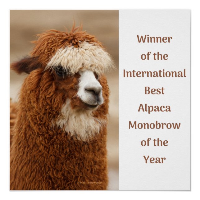 Poster Meilleur Sourcil Unique d'Alpaca (Devant)