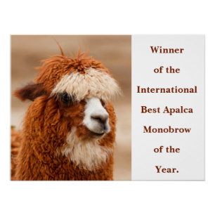 Poster Meilleur Sourcil Unique d'Alpaca